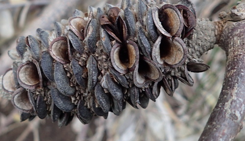 Image of Banksia baueri by (c) Nicola van Berkel, some rights reserved (CC BY-SA)