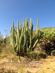 Isolatocereus dumortieri