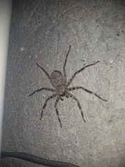 Selenops malinalxochitl