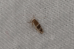 Stathmopoda megathyma