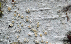 Lecanora pacifica
