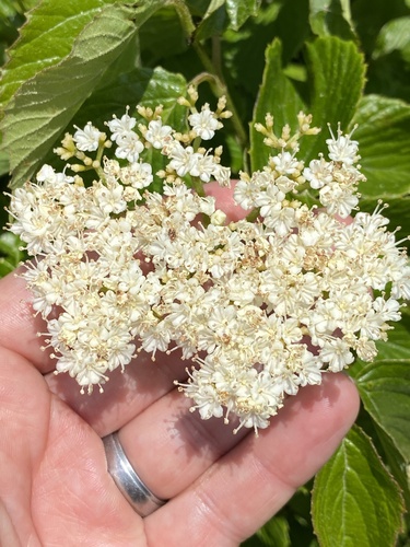 Viburnum venosum, photograph 6