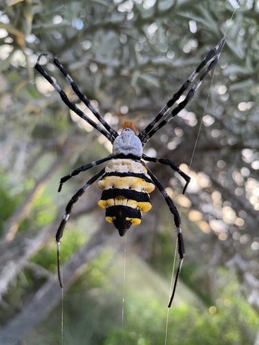 Argiope coquereli