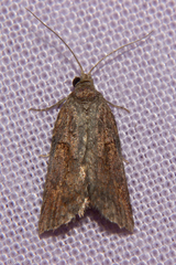 Harmologa scoliastis