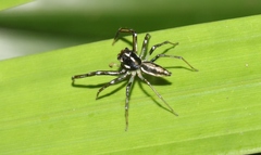 Tauala lepidus