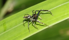 Tauala lepidus