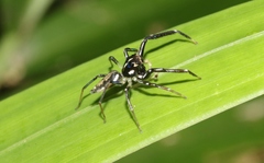 Tauala lepidus
