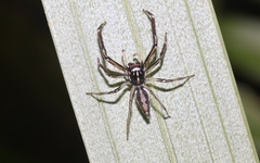 Tauala lepidus