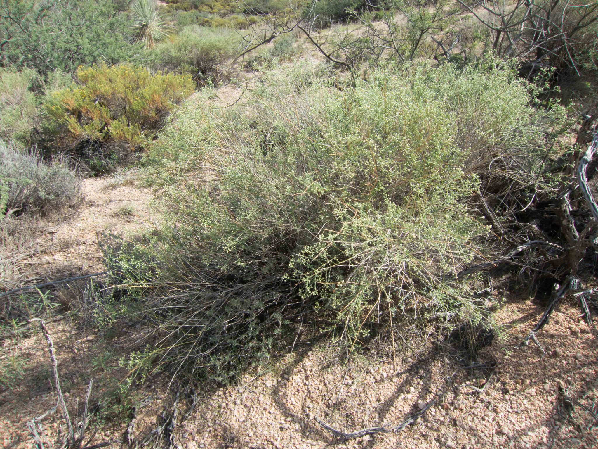 Baccharis brachyphylla