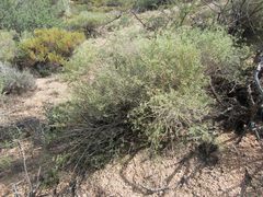 Baccharis brachyphylla