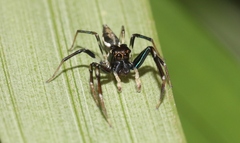 Tauala lepidus
