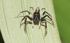 Tauala lepidus