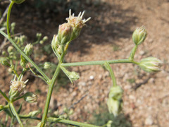 Baccharis brachyphylla