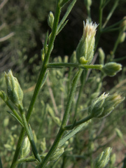 Baccharis brachyphylla