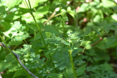 Thalictrum venulosum