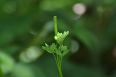 Thalictrum venulosum