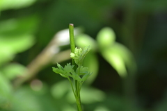 Thalictrum venulosum