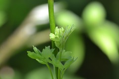 Thalictrum venulosum