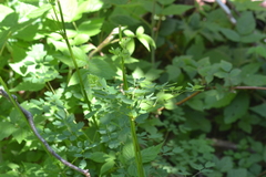 Thalictrum venulosum