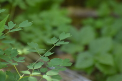 Thalictrum venulosum