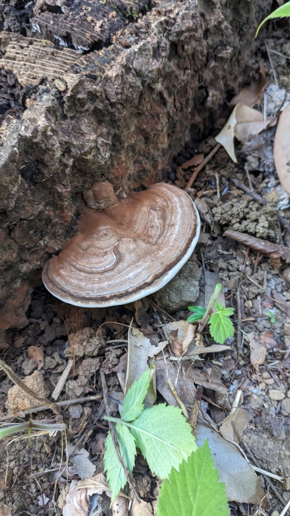 Ganoderma applanatum · June 2023 · photo: © atsushi_nakajima_cirque (iNaturalist, cc-by)