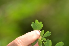 Thalictrum venulosum