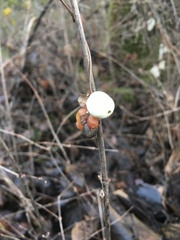Symphoricarpos albus