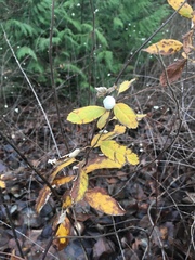 Symphoricarpos albus