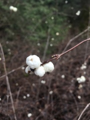 Symphoricarpos albus