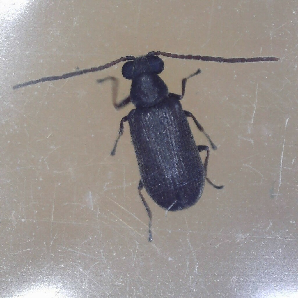 Dryophilinae