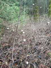 Symphoricarpos albus