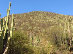 Isolatocereus dumortieri