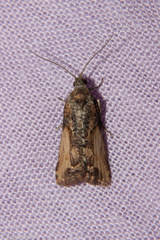 Harmologa scoliastis