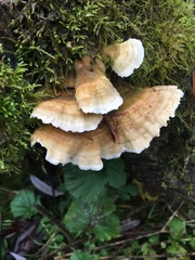 Trametes versicolor