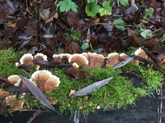 Trametes versicolor