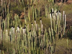 Isolatocereus dumortieri