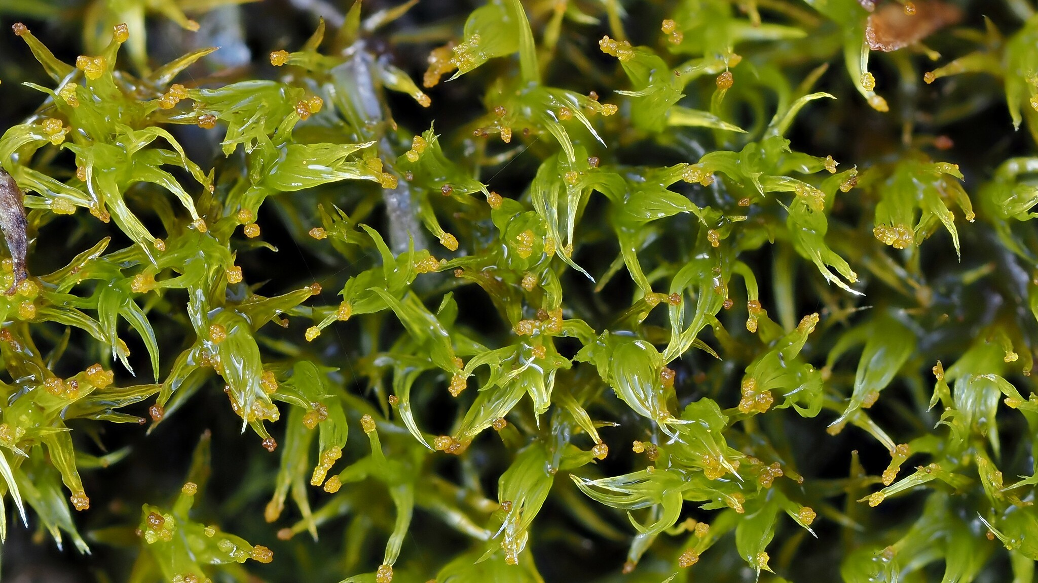 Grimmia anomala