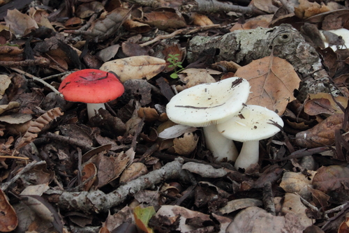 Winter Russula