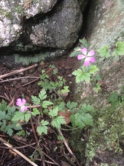 Geranium robertianum