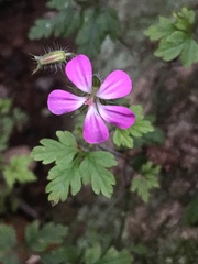 Geranium robertianum