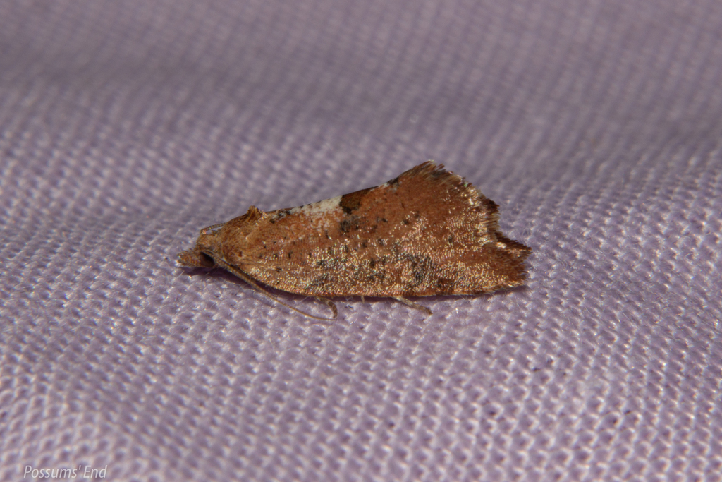 Pyrgotis pyramidias