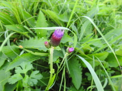 Cirsium rivulare