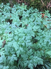Geranium robertianum