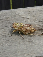 Amphipsalta zelandica