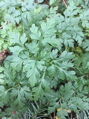 Geranium robertianum