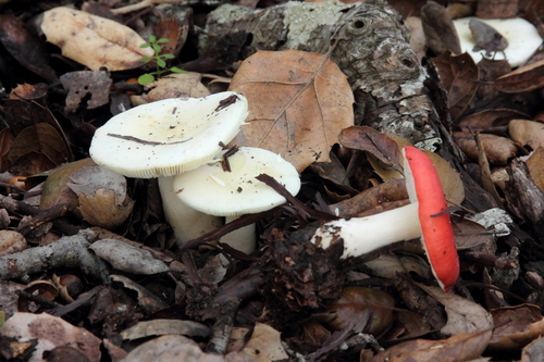 Winter Russula