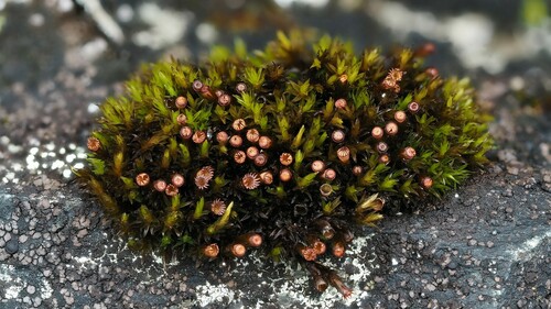 Schistidium agassizii observed 2022-08-03