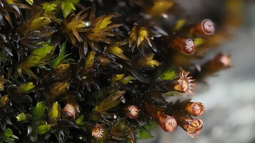 Water Grimmia (Schistidium agassizii)