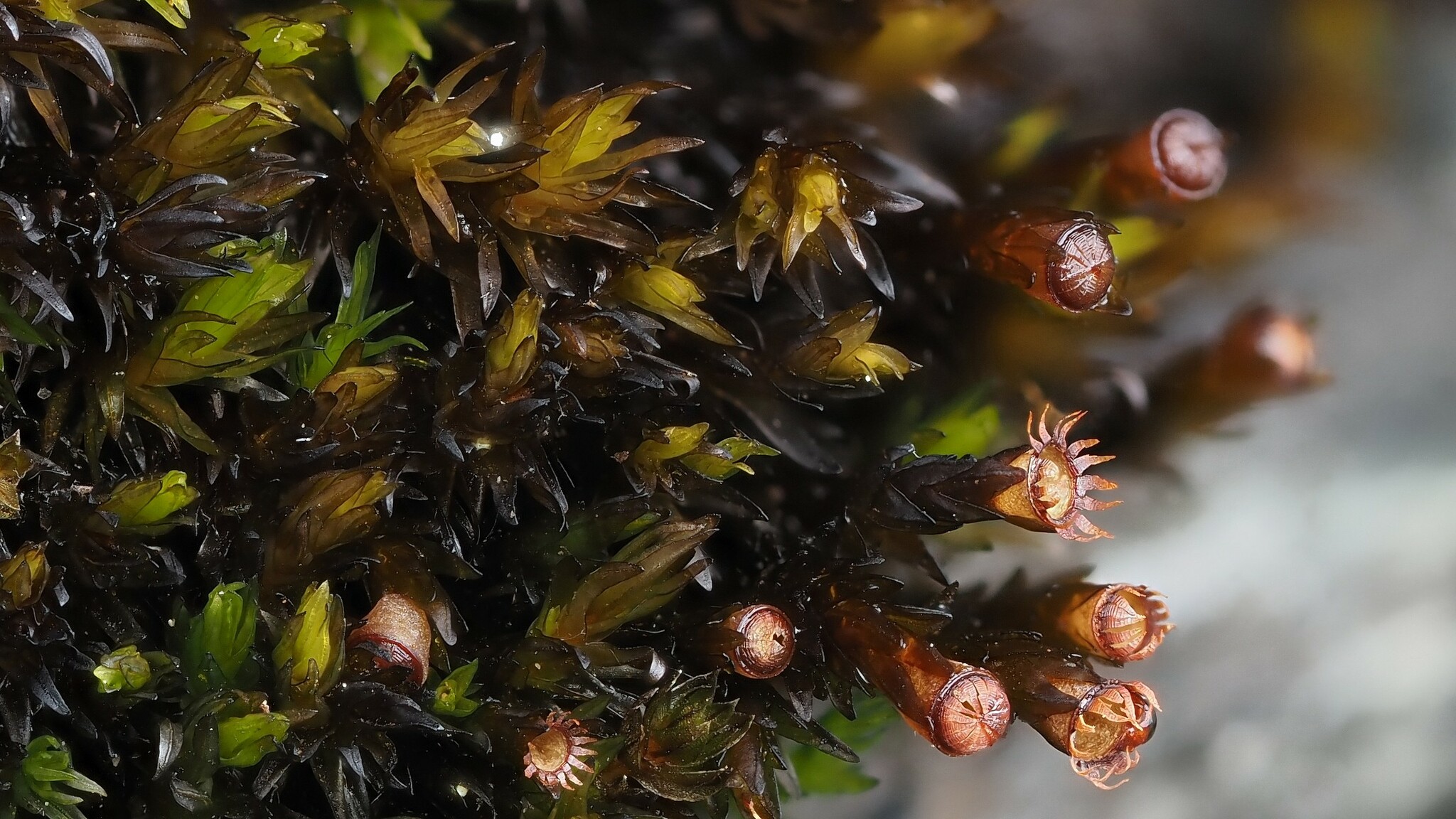 Schistidium agassizii