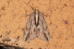 Pseudocoremia lupinata